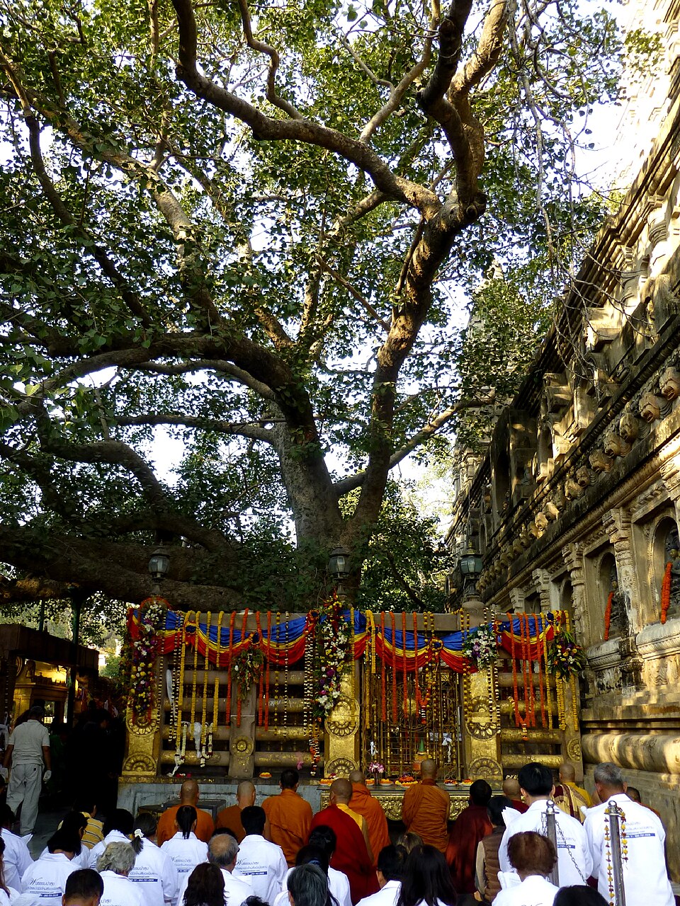Bodhi Tree Gaya India